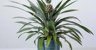 Stuebirk i potte 170 cm thumbnail 1